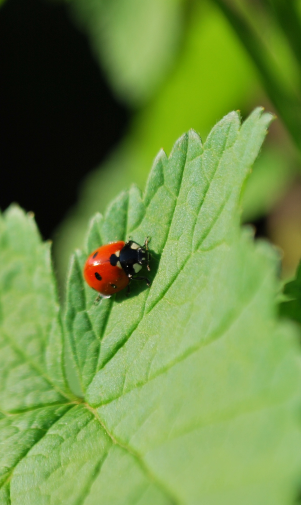 lady bug